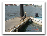 Cabo Spring Break 2006 059