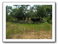 Family Reunion in Texas - July 2009 400