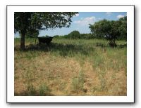 Family Reunion in Texas - July 2009 405