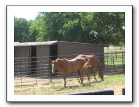 Family Reunion in Texas - July 2009 406