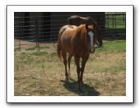 Family Reunion in Texas - July 2009 407