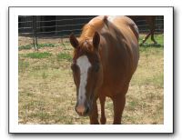 Family Reunion in Texas - July 2009 408