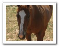 Family Reunion in Texas - July 2009 409