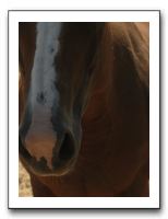 Family Reunion in Texas - July 2009 410