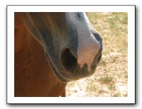 Family Reunion in Texas - July 2009 411