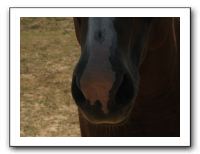 Family Reunion in Texas - July 2009 412