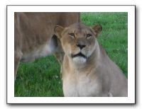 KC Zoo Party - Aug 2009 104