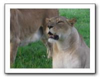 KC Zoo Party - Aug 2009 106