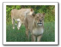 KC Zoo Party - Aug 2009 097