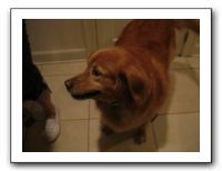 Thanksgiving 2009 017