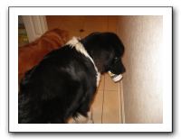 Thanksgiving 2009 018