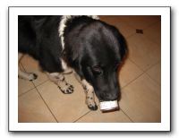 Thanksgiving 2009 020