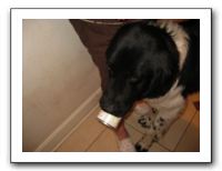 Thanksgiving 2009 022