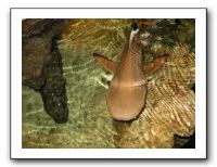 Thanksgiving 2009 580