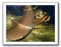 Thanksgiving 2009 589