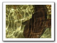 Thanksgiving 2009 590