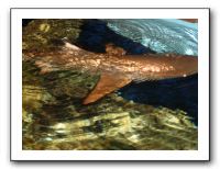 Thanksgiving 2009 591