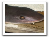 Thanksgiving 2009 593