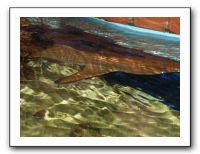 Thanksgiving 2009 595