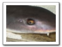 Thanksgiving 2009 597