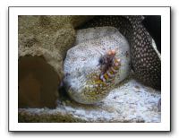 Thanksgiving 2009 598