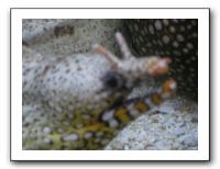 Thanksgiving 2009 600