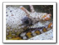 Thanksgiving 2009 601