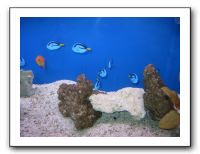 Thanksgiving 2009 603