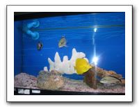 Thanksgiving 2009 604