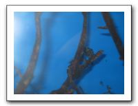 Thanksgiving 2009 606