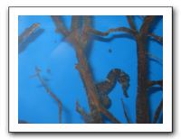 Thanksgiving 2009 607