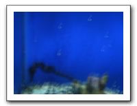 Thanksgiving 2009 609