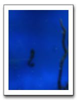 Thanksgiving 2009 611