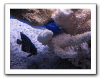 Thanksgiving 2009 612