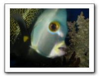 Thanksgiving 2009 616