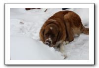 Kids and Dogs - Jan 2010 065