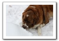 Kids and Dogs - Jan 2010 066