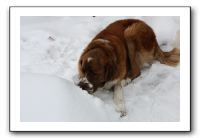 Kids and Dogs - Jan 2010 067