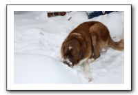 Kids and Dogs - Jan 2010 068