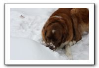 Kids and Dogs - Jan 2010 069