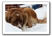 Kids and Dogs - Jan 2010 070