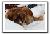 Kids and Dogs - Jan 2010 071