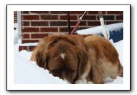 Kids and Dogs - Jan 2010 072