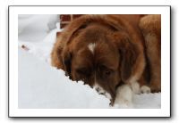 Kids and Dogs - Jan 2010 073