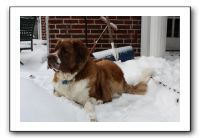 Kids and Dogs - Jan 2010 074