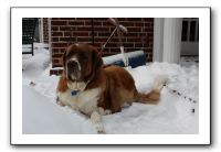 Kids and Dogs - Jan 2010 075