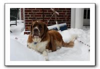 Kids and Dogs - Jan 2010 076