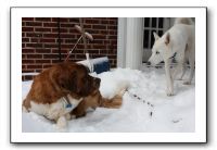 Kids and Dogs - Jan 2010 077