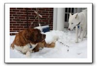 Kids and Dogs - Jan 2010 078