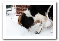 Kids and Dogs - Jan 2010 079